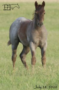 Miss Smotrix's 2020 Colt